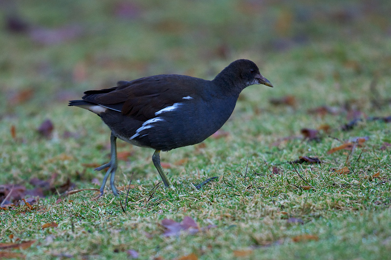 Sivhøne - Common moorhen (Gallinula chloropus) 1k .jpg